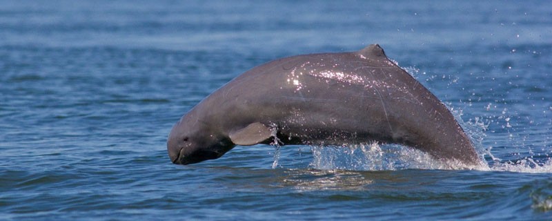 Chilika Lagoon