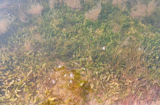 Chilika Lagoon